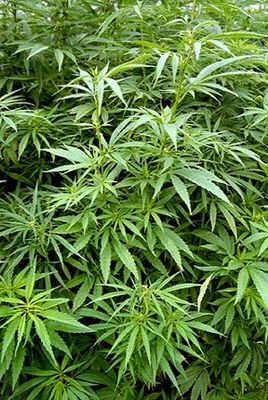 “Cannabis-Kon­su­menten werden ohne sach­li­chen Grund in Mit­lei­den­schaft gezogen”